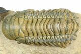 Zlichovaspis Trilobite With Crotalocephalina - Atchana, Morocco #363239-3